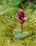 Corybas_roseus.4.jpg