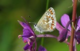 BrownArgus24.jpg