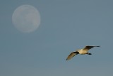 Cattle egret and the moon