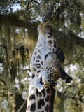 Giraffe stretching to reach the moss