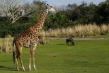 Giraffe and wildebeest in distance