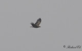 Kejsarörn - Imperial Eagle (Aquila heliaca)