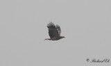 Kejsarörn - Imperial Eagle (Aquila heliaca)