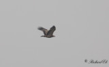 Kejsarörn - Imperial Eagle (Aquila heliaca)