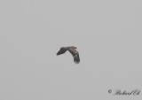 Kejsarrn - Imperial Eagle (Aquila heliaca)