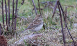 Lappsparv - Lapland Bunting (Calcarius lapponicus)