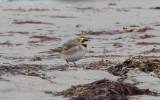 Berglärka - Shore Lark (Eremophila alpestris)