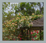 Blending near the Gazebo