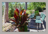 Outdoor setting & canna