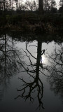 27. Old Tree Reflected