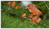 Birds of Europe