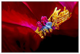 photoart