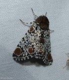 Harris three-spot moth  (<em>Harrisimemna trisignata</em>), #9286