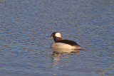 Bufflehead  ( male )