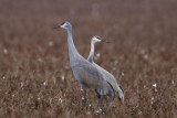 Sandhill Cranes