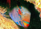 Parrotfish Sleeping With a Smile