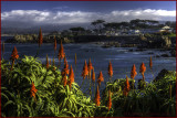 Pacific Grove