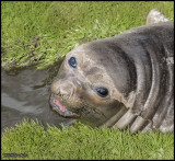 South Georgia Grtviken young elephant seal.jpg