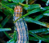 Corn Earworm Moth Larva (11068)(<b>VIDEO</b>)