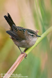 Marsh Wren