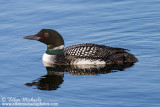 Central Park Waterbirds
