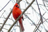 Cardinal Rouge - Northern cardinal - Cardinalis cardinalis - Cardinalids
