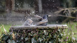 Garden Birdbath