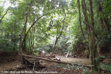 Forest creek in Iron Range