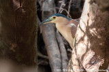 Nankeen Night HeronNycticorax caledonicus australasiae
