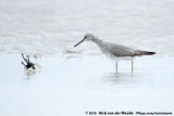 Grey-Tailed Tattler<br><i>Tringa brevipes</i>