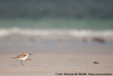 Greater Sand Plover<br><i>Anarhynchus leschenaultii leschenaultii</i>