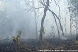 Bush Fire