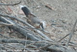 Grey-Crowned Babbler<br><i>Pomatostomus temporalis temporalis</i>