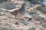 Bar-Shouldered Dove<br><i>Geopelia humeralis inexpectata</i>