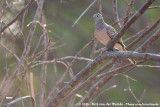 Peaceful Dove<br><i>Geopelia placida placida</i>