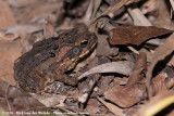 Cane Toad<br><i>Rhinella marina</i>