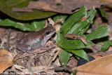 Desert Tree Frog<br><i>Litoria rubella</i>