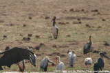 Saddle-Billed Stork<br><i>Ephippiorhynchus senegalensis</i>