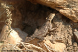 Tanzania Rock Agama<br><i>Agama lionotus dodomae</i>