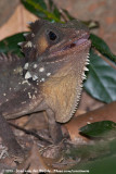 Boyds Forest Dragon<br><i>Lophosaurus boydii</i>