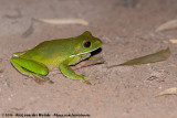 Giant Tree Frog<br><i>Nyctimystes infrafrenatus</i>