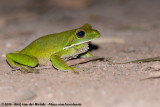 Giant Tree Frog<br><i>Nyctimystes infrafrenatus</i>