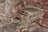 Jungguy FrogRanoidea jungguy