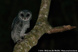 Lesser Sooty Owl<br><i>Tyto multipunctata</i>