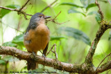 Bowers Shrikethrush<br><i>Colluricincla boweri</i>