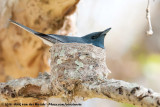 Leaden Flycatcher<br><i>Myiagra rubecula okyri</i>