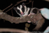 Striped Possum<br><i>Dactylopsila trivirgata picata</i>