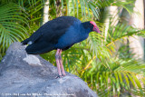Australasian SwamphenPorphyrio melanotus melanotus
