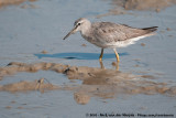 Grey-Tailed Tattler<br><i>Tringa brevipes</i>