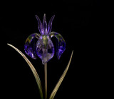 Racine Erland<br>Glass Iris